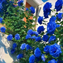 Blue Rose Seed