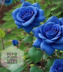 Blue Rose Seed
